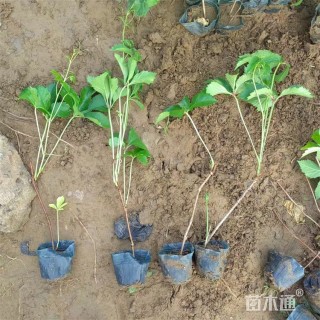 28厘米五叶地锦