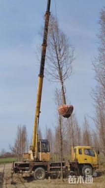 13公分金叶水杉