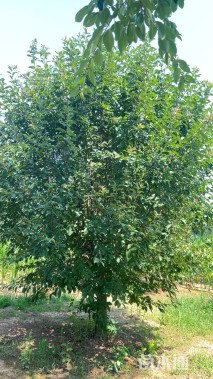 12公分垂丝海棠