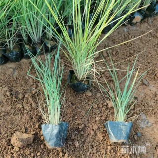 高度15厘米坡地毛冠草