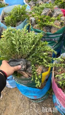 高度20厘米满天星