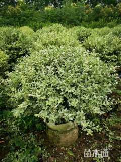 冠幅80厘米银姬小蜡球