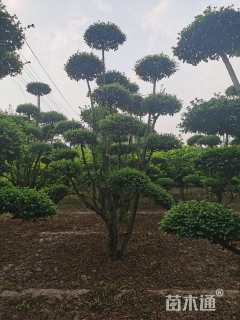 高度300厘米小叶女贞