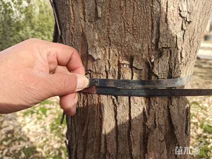 26公分界山三角槭