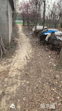 低价出售、十三母苗木