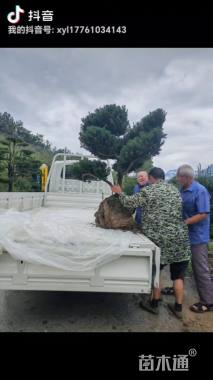 高度120厘米曼地亚红豆杉