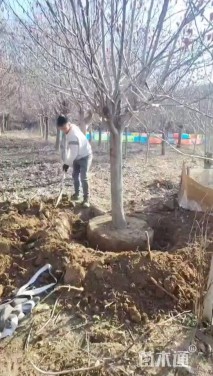 16公分二乔玉兰