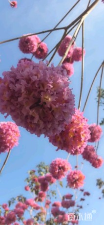 10公分紫花风铃木