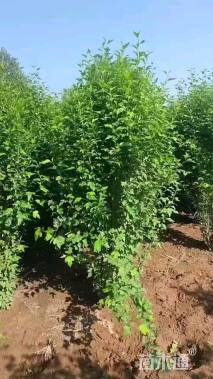 高度200厘米丛生木槿