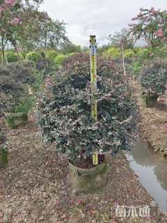 冠幅100厘米红花继木球