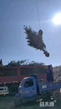 高度850厘米云杉