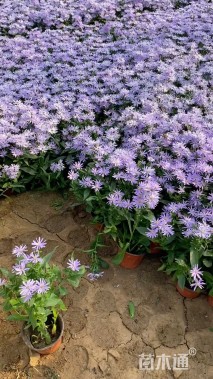 高度20厘米紫苑