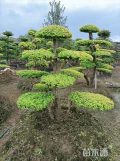 18公分造型亮晶女贞