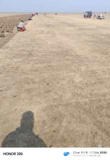 草卷状百慕大草