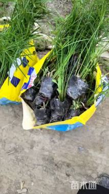 高度20厘米旱伞草