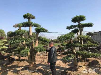 高度230厘米水腊