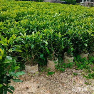 高度80厘米非洲茉莉球
