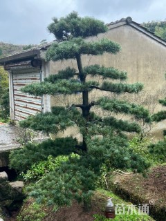 10公分造型五针松