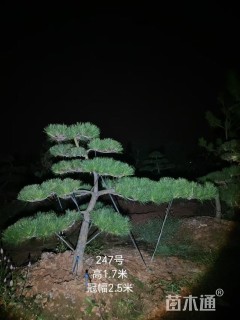 10公分造型黑松