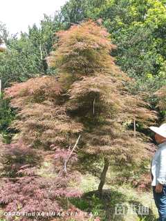 高度200厘米羽毛枫