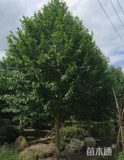 18公分乐昌含笑