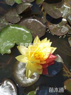 高度30厘米芦苇