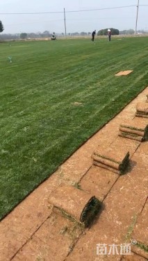 草卷状马尼拉草