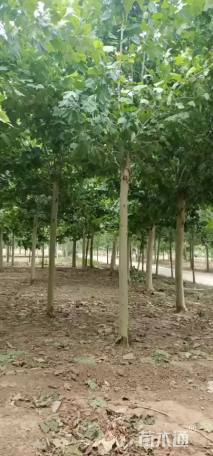 18公分速生法桐