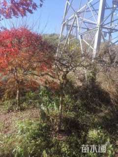 高度3.2厘米羽毛枫