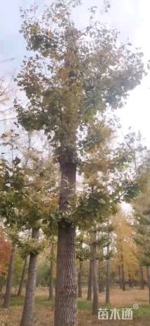 22公分金叶银杏