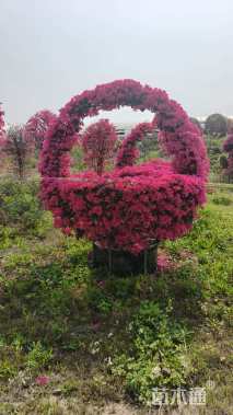 高度250厘米三角梅