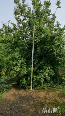 高度350厘米丛生暴马丁香