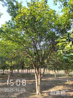 18公分(3杆)丛生香橼