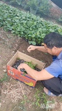 高度30厘米玉簪