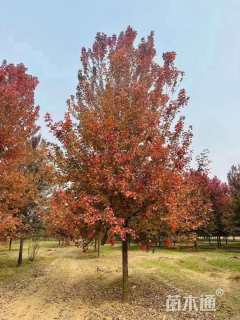 20公分美国红枫