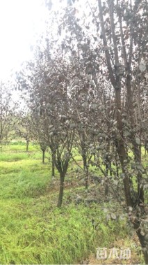 8公分紫叶李