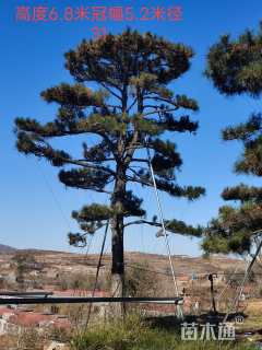 30公分造型油松