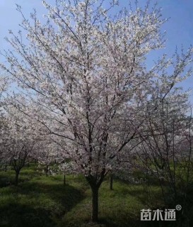 高度500厘米阳光樱