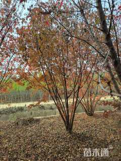 高度600厘米丛生茶条槭