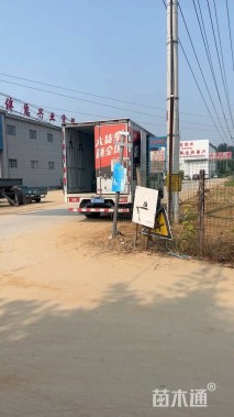 高度40厘米鸢尾