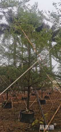 10公分细叶榄仁