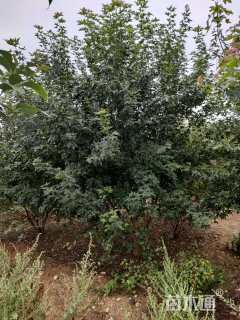 高度400厘米丛生五角枫