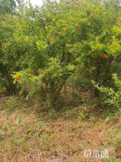 高度250厘米石榴