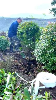 冠幅120厘米红叶石楠球