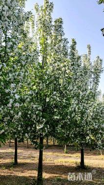 15公分垂丝海棠