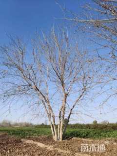 高度600厘米丛生元宝枫