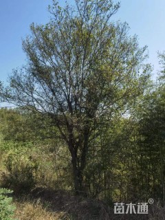 50公分(3杆)丛生榔榆