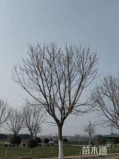 33公分金叶复叶槭