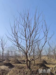 30公分丛生乌桕