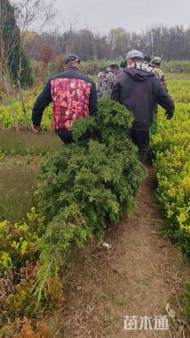 高度500厘米蜀桧